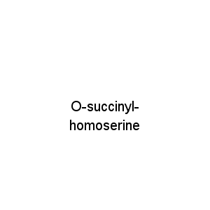 O-succinyl- homoserine